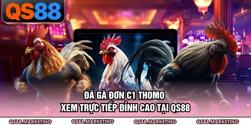 Đá Gà Đơn C1 Thomo - Xem Trực Tiếp Đỉnh Cao Tại QS88