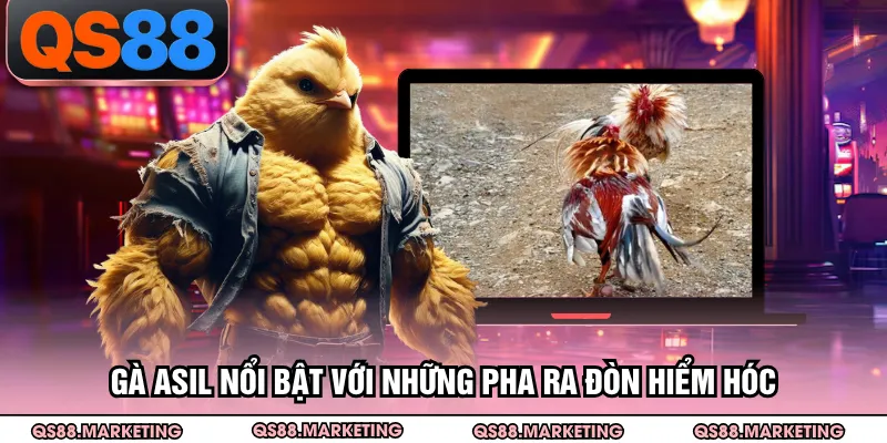 Gà Asil nổi bật với những pha ra đòn hiểm hóc