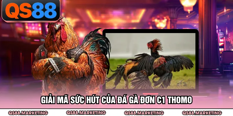 Giải mã sức hút của đá gà đơn C1 Thomo