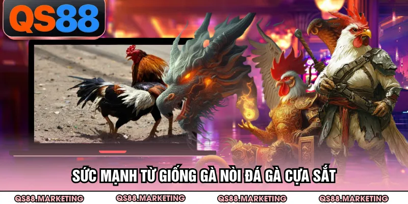 Sức mạnh từ giống gà nòi đá gà cựa sắt
